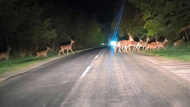Már a vonuló szarvasrudlihoz igazíthatod az időt az érintetlen természet ösvényén.