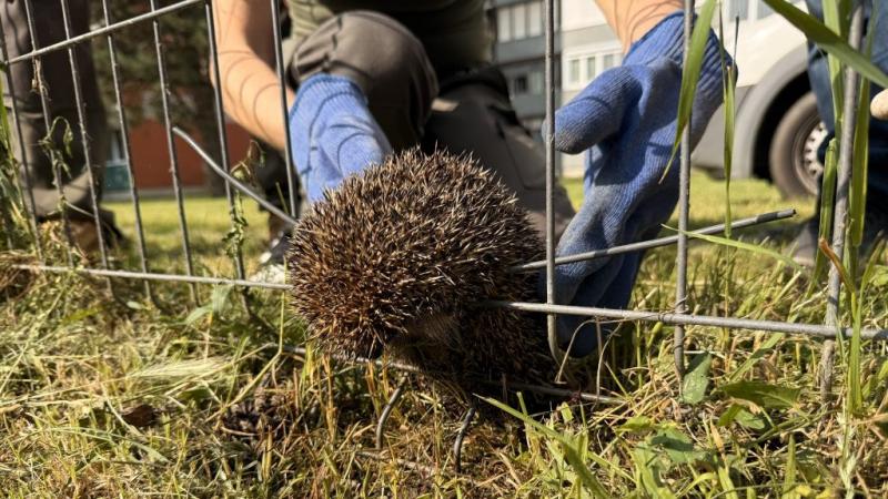 Egy sündisznó csapdába esése igazán különleges látványt nyújtott, amit eddig még sosem tapasztaltunk. A természet e kis csodájának váratlan kalandja sokakat meglepett, hiszen a sündisznók ügyessége és találékonysága általában megóvja őket az ilyen helyzet