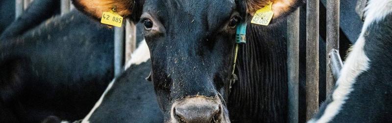 Milyen dallamok vonzzák a tehenek figyelmét? A kutatások felfedik a titkokat!