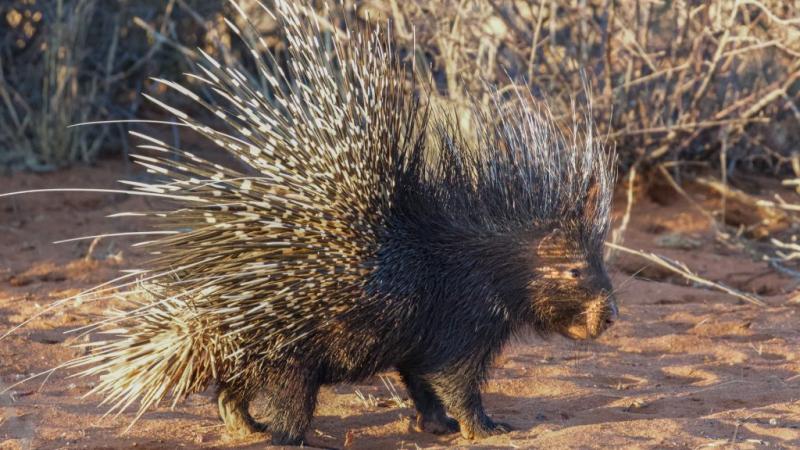 Lassan két hete, hogy eltűnt a jászberényi tarajos sül, és a helyi állatkert munkatársai minden követ megmozgattak, hogy rábukkanjanak. Az izgalmas keresés során rengeteg nyomot és információt gyűjtöttek, de eddig sajnos még nem jártak sikerrel. A közössé