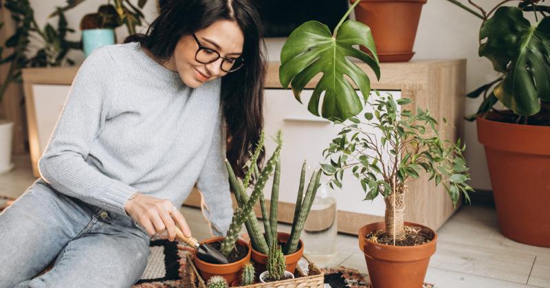 Hogyan szabaduljunk meg a levéltetvektől a szobanövényeinken? 

A levéltetvek sokak rémálma, amikor szobanövényeket tartanak. Ezek a kis kártevők gyorsan eláraszthatják zöld barátainkat, de ne aggódj! Íme néhány hatékony módszer, amellyel eltávolíthatod ő